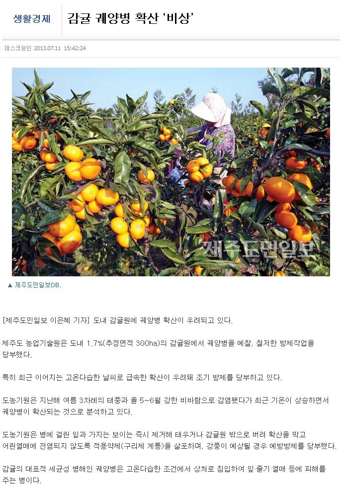 감귤 궤양병 확산 ‘비상’