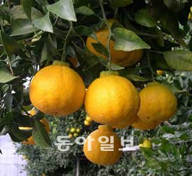농진청, 고품질 감귤 신품종 ‘탐나봉’ 개발