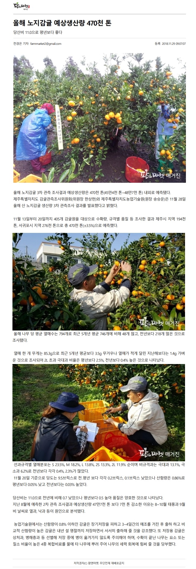 올해 노지감귤 예상생산량 470천 톤