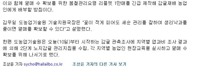 올 노지감귤 열매수 확보 비상