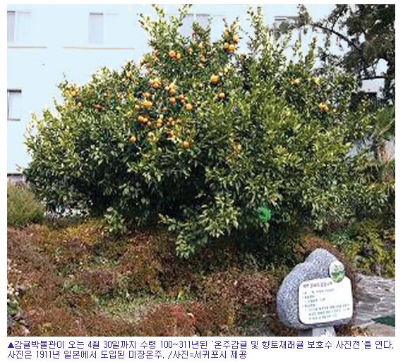 감귤역사 한눈에 본다