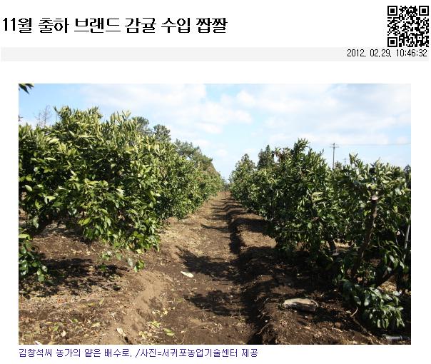 11월 출하 브랜드 감귤 수입 짭짤