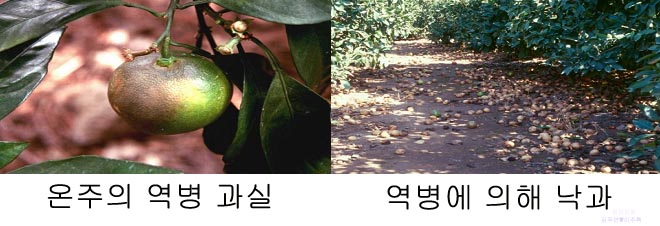 주요 농작물 병해충 발생 예찰 및 방제정보(06.9.1~9.15)