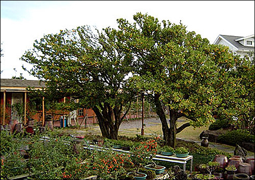 애월읍 진귤나무 천연기념물 후보에 올라.........