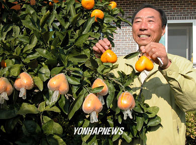 세계 최고 하트감귤 (사랑과 맛의 결합)