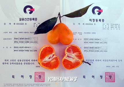 세계 최고 하트감귤 (사랑과 맛의 결합)