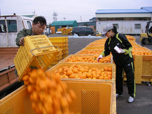 <b>“가공용 감귤수매 일손돕자”</b>