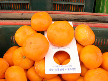<b>비상품감귤 3.6ｔ적발  </b>