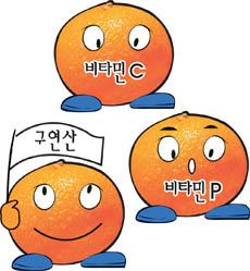 <b>감귤, 어디에 좋을까</b>