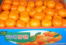 <b>인기농산물 인기비결-하례감귤</b>