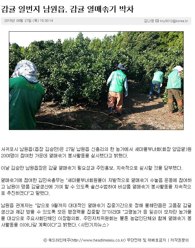 감귤 일번지 남원읍, 감귤 열매솎기 박차