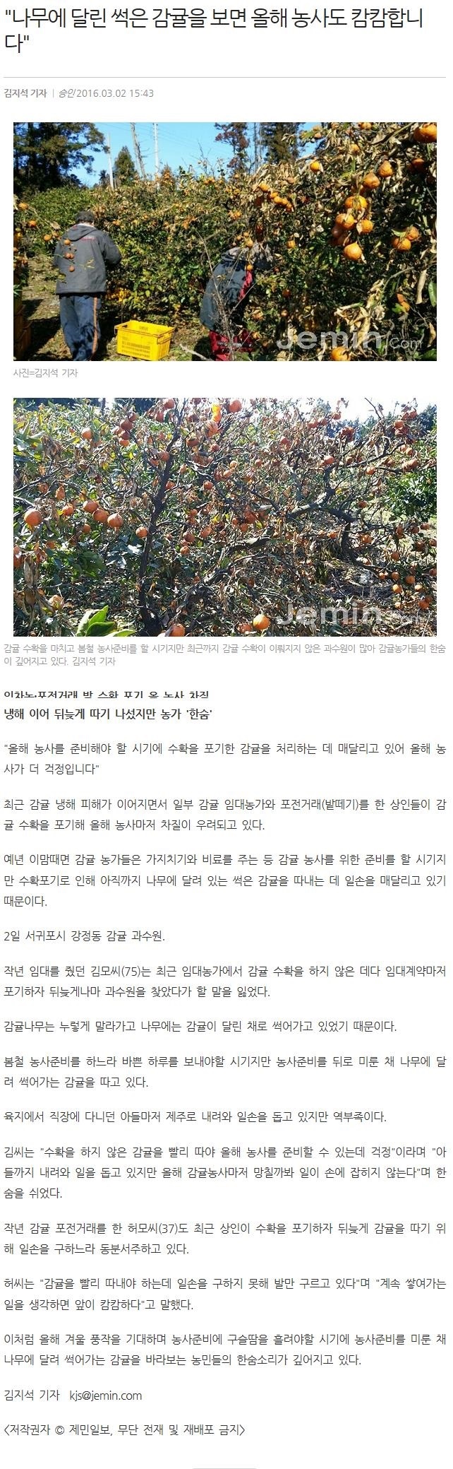 나무에 달린 썩은 감귤을 보면 올해 농사도 캄캄합니다.