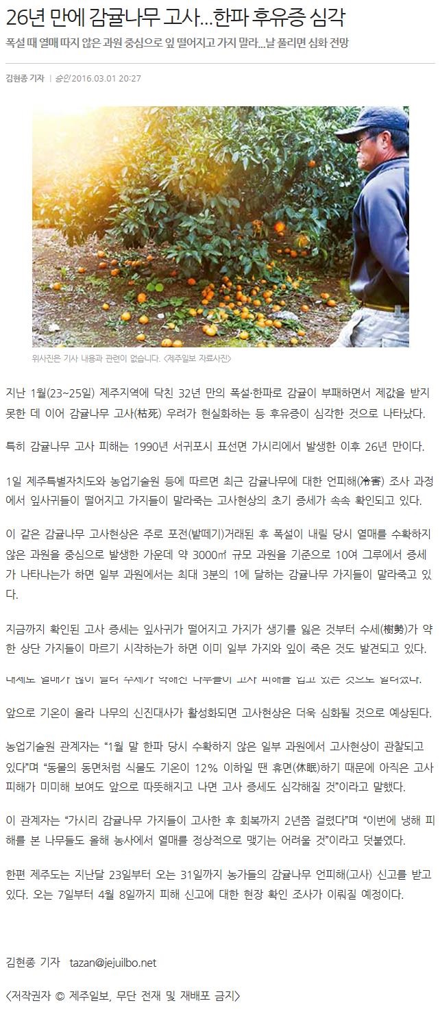 26년 만에 감귤나무 고사... 한파 후유증 심각