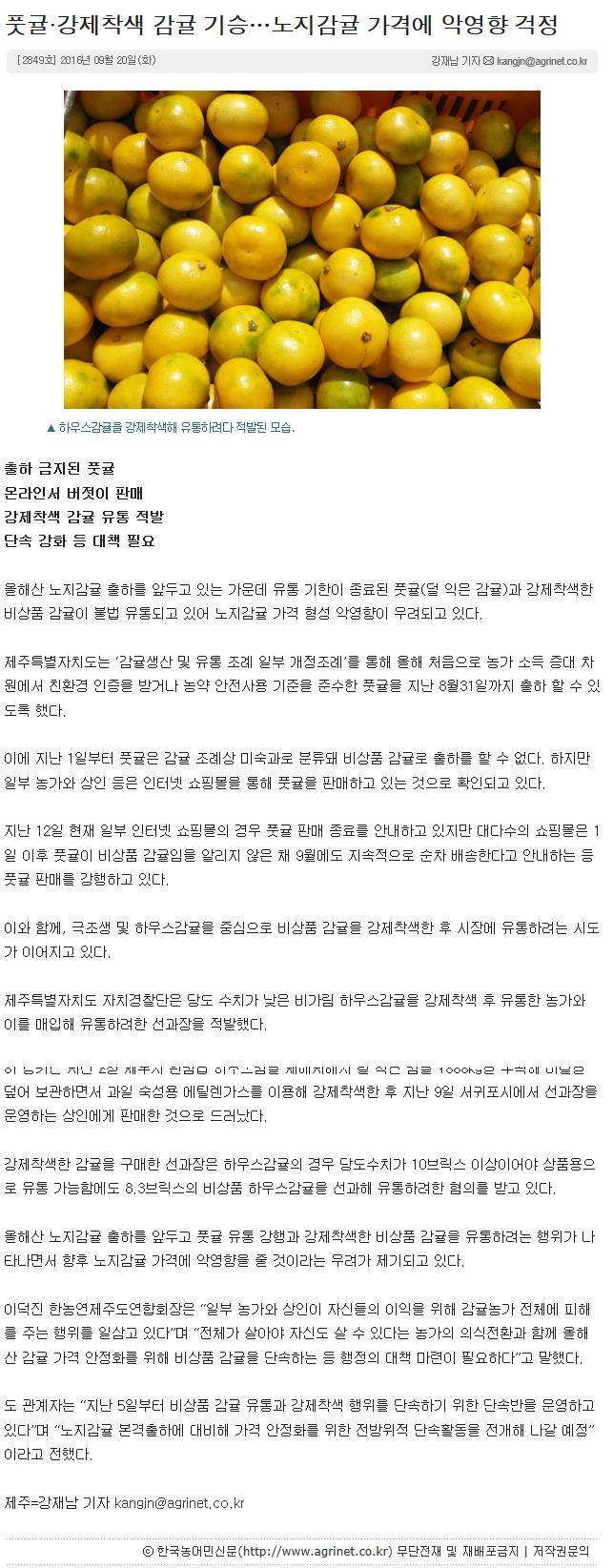 풋귤,강제착색 감귤 기승.. 노지감귤 가격에 악영향 걱정