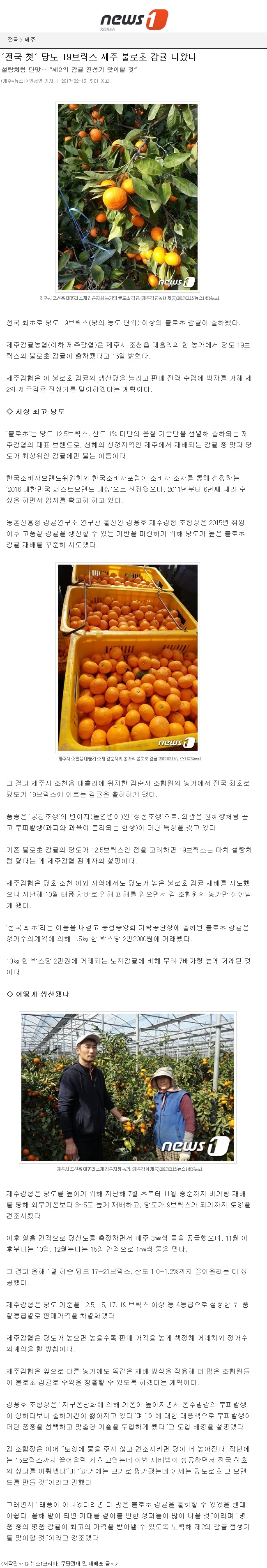 전국 첫"당도19브릭스 제주 불로초 감귤 나왔다.