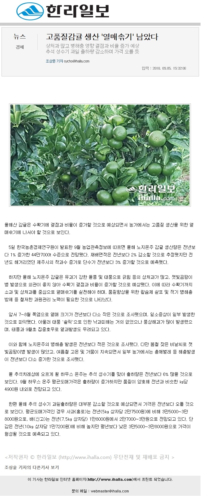 고품질감귤 생산'열매솎기'남았다