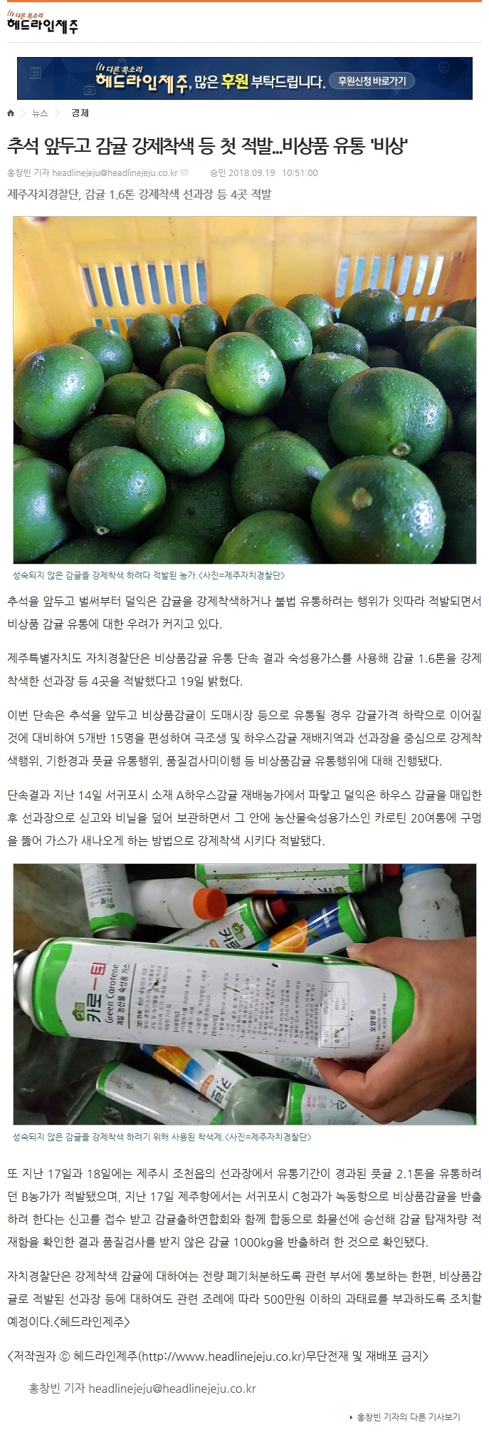 추석 앞두고 감귤 강제착색 등 첫 적발,,