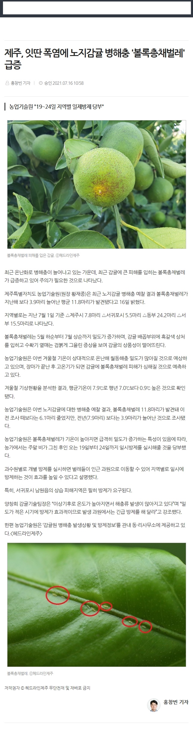 제주,잇딴 폭염에 노지감귤 병해충 '볼록총채벌레'급증
