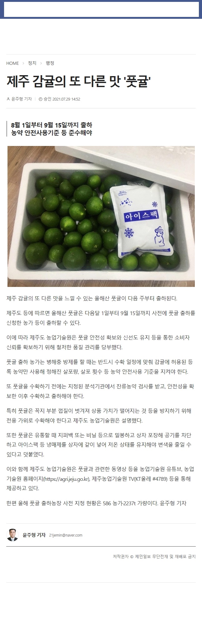 제주 감귤의 또 다른 맛'풋귤'