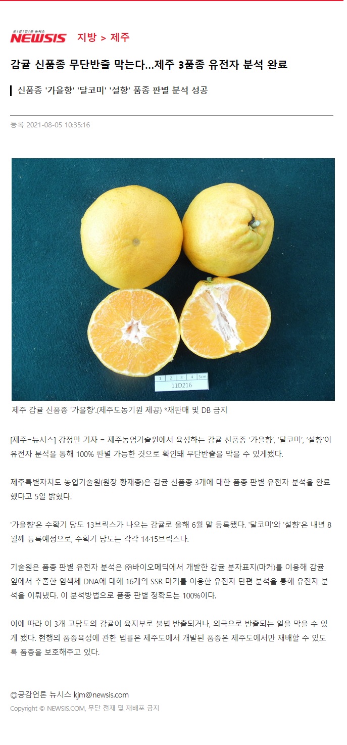 감귤 신품종 무단반출 막는다…제주 3품종 유전자 분석 완료