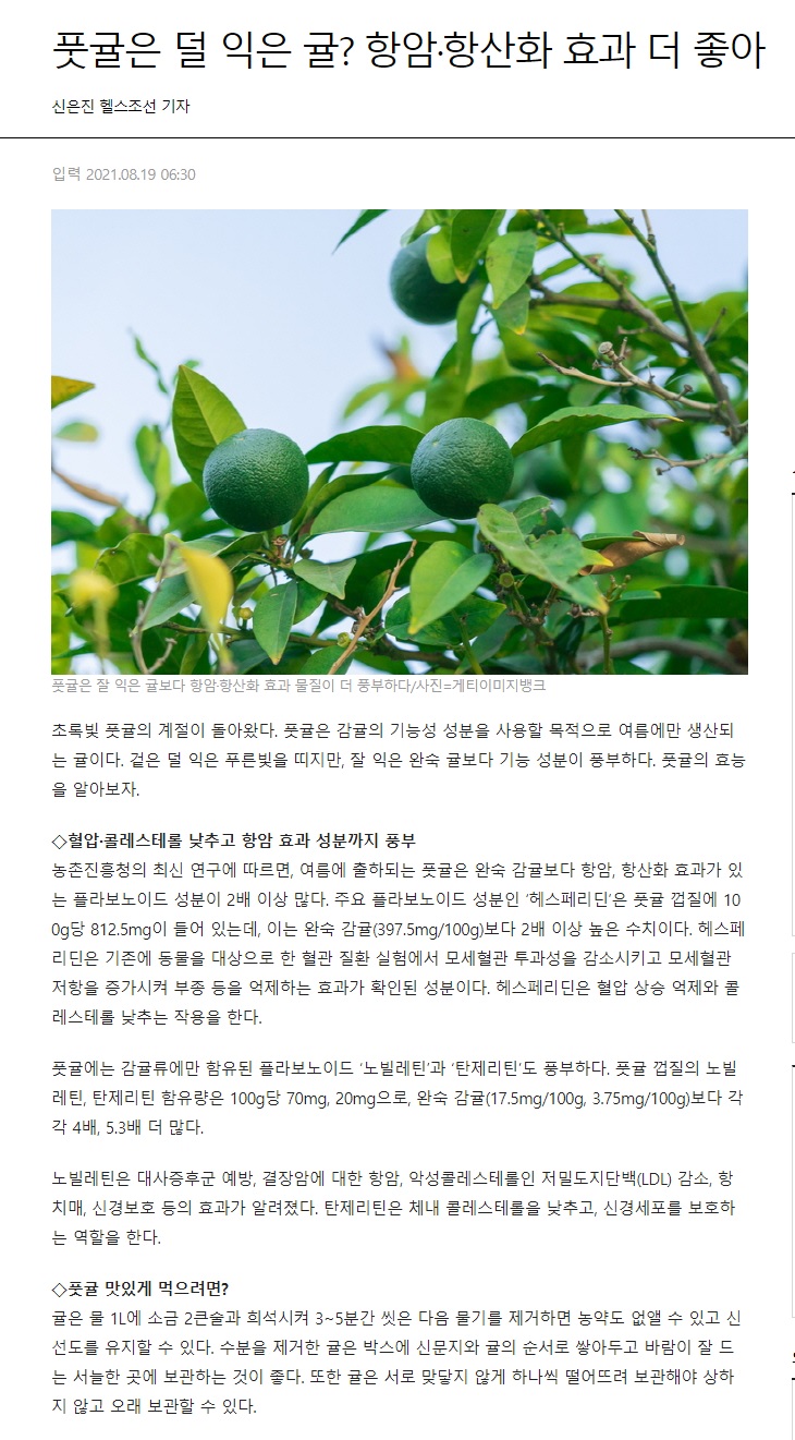 풋귤은 덜 익은 귤? 항암·항산화 효과 더 좋아