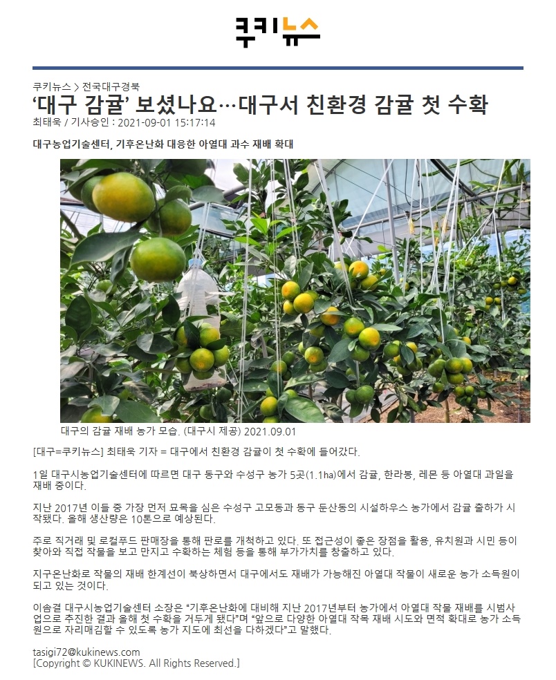 ‘대구 감귤’ 보셨나요…대구서 친환경 감귤 첫 수확