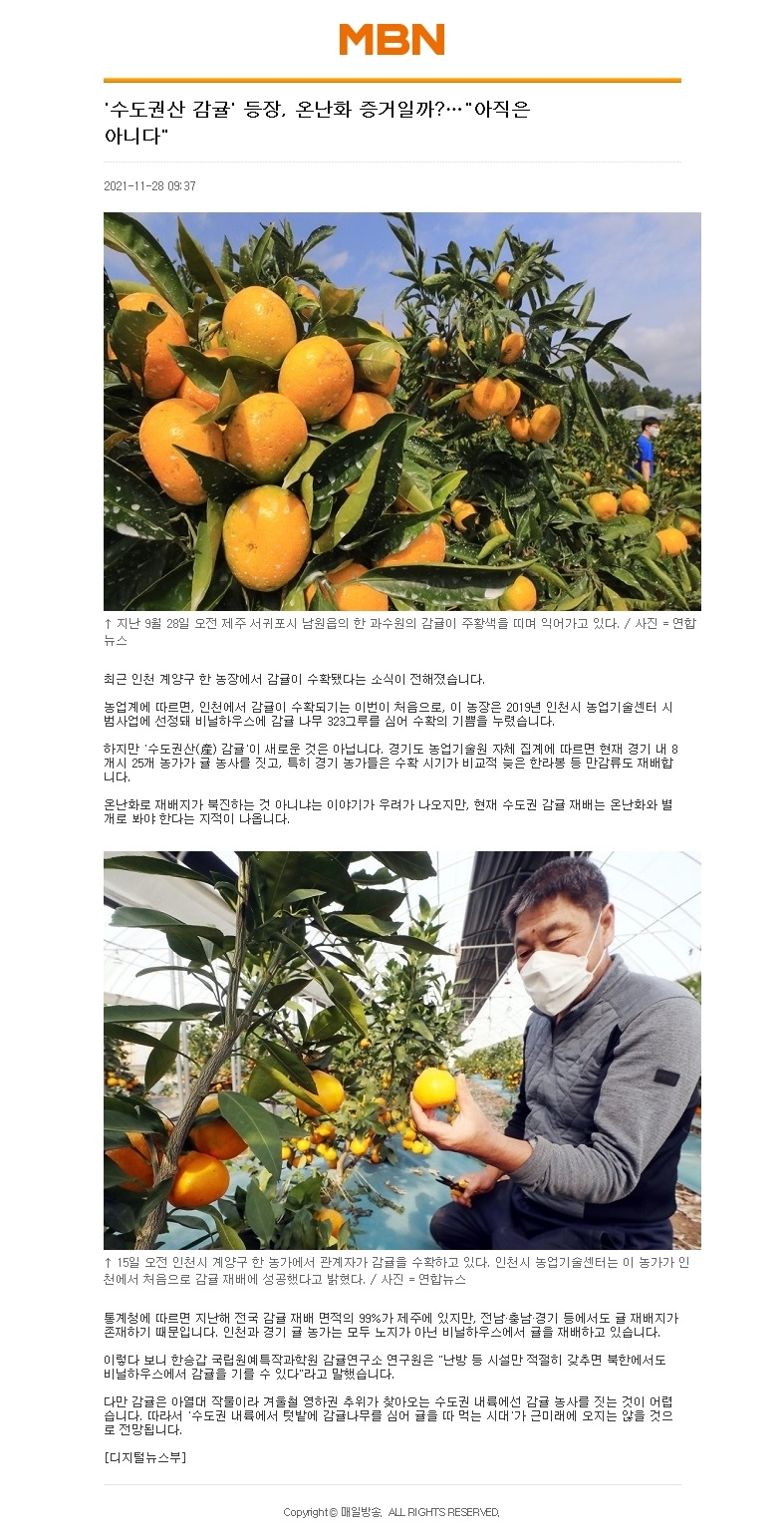 '수도권산 감귤' 등장, 온난화 증거일까?…"아직은 아니다"