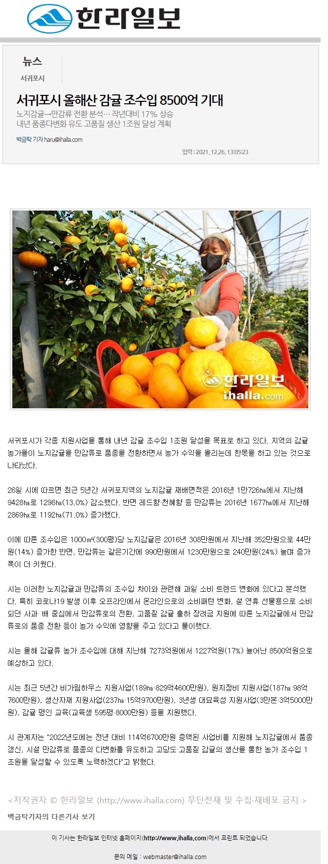 서귀포시 올해산 감귤 조수입 8500억 기대
