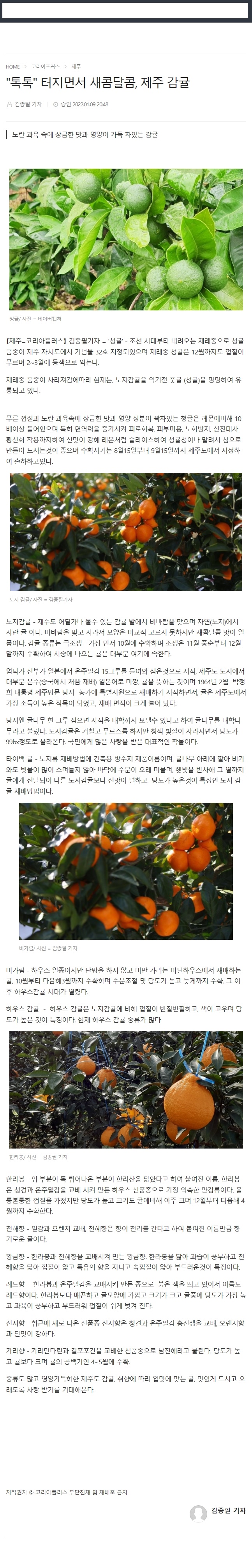 "톡톡" 터지면서 새콤달콤, 제주 감귤