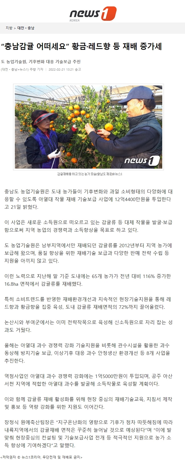 “충남감귤 어떠세요” 황금&#8231;레드향 등 재배 증가세