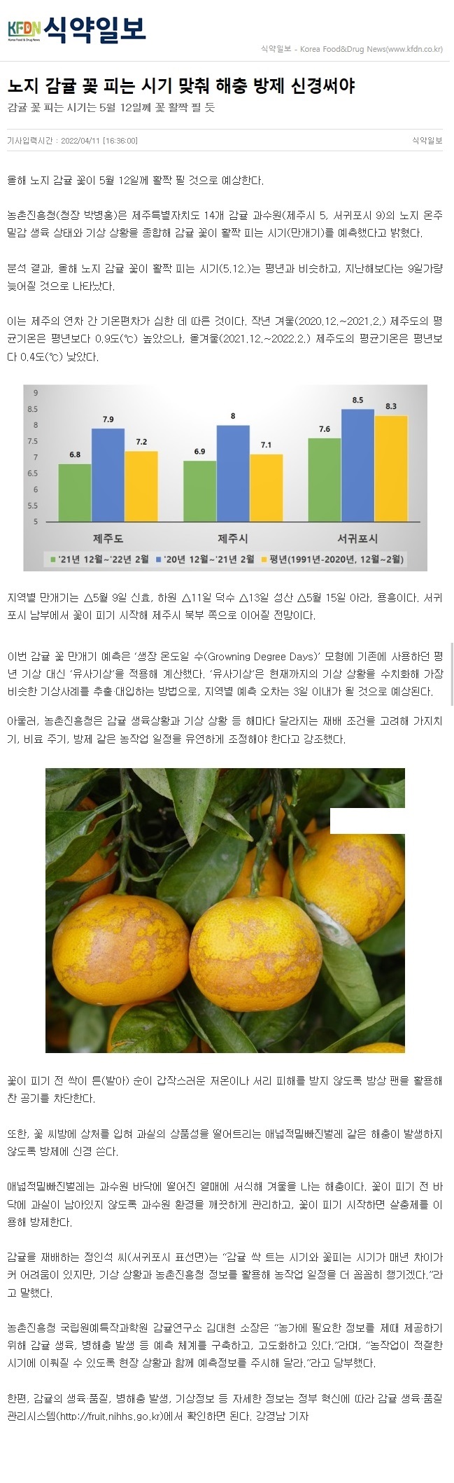 노지 감귤 꽃 피는 시기 맞춰 해충 방제 신경써야