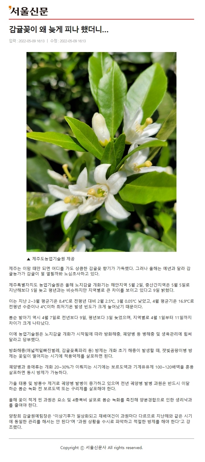 감귤꽃이 왜 늦게 피나 했더니…