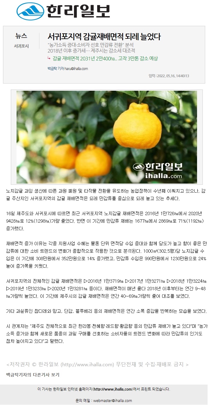 서귀포지역 감귤재배면적 되레 늘었다
