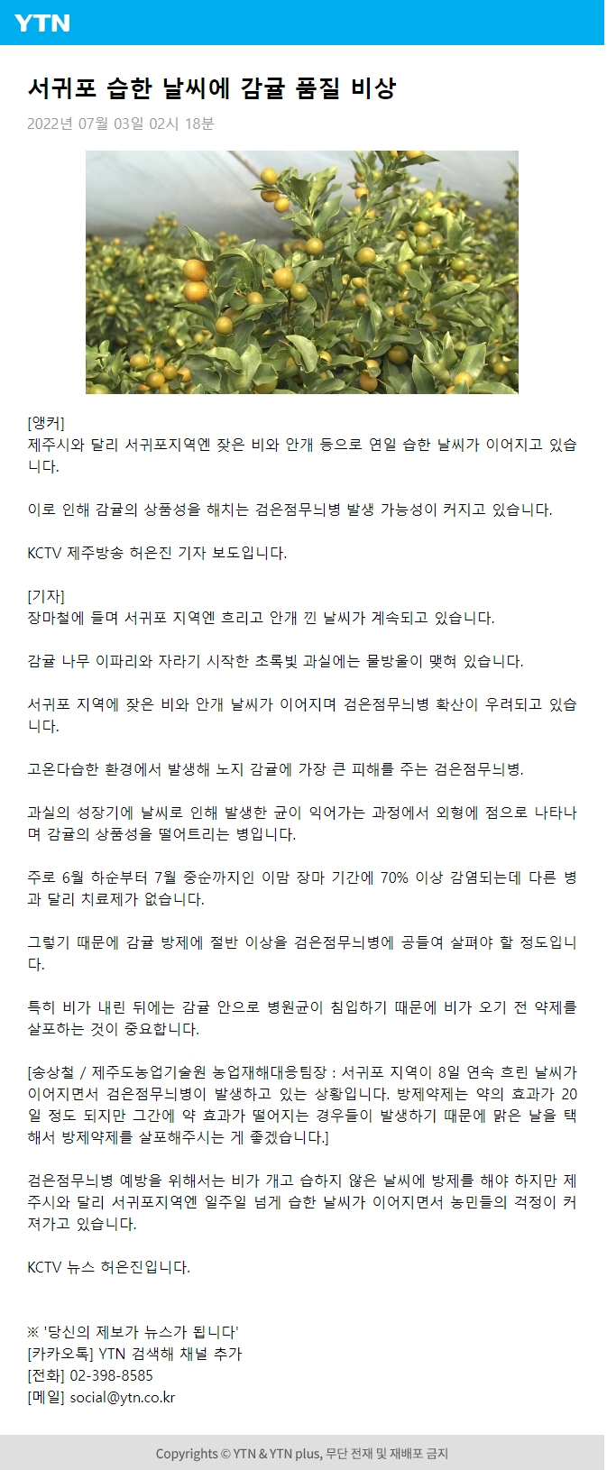 서귀포 습한 날씨에 감귤 품질 비상