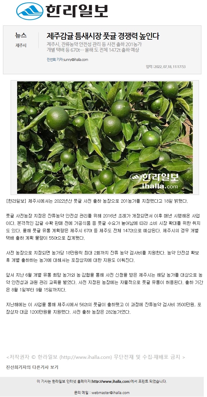 제주감귤 틈새시장 풋귤 경쟁력 높인다