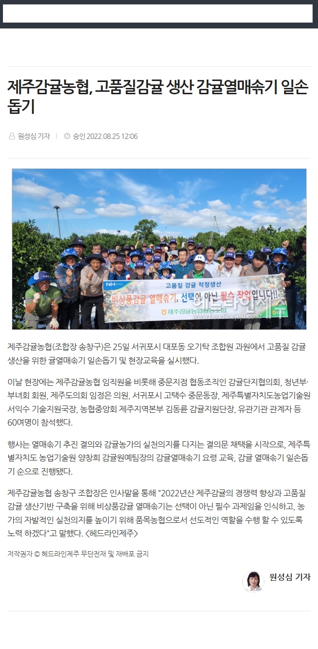 제주감귤농협, 고품질감귤 생산 감귤열매솎기 일손돕기