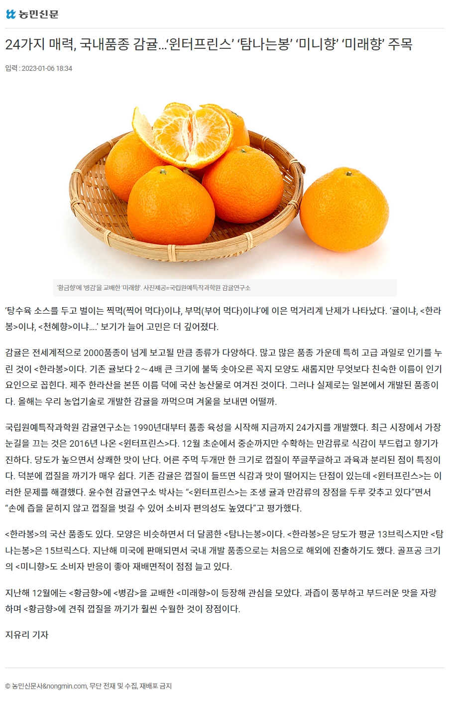 24가지 매력, 국내품종 감귤…‘윈터프린스’ ‘탐나는봉’ ‘미니향’ ‘미래향’ 주목