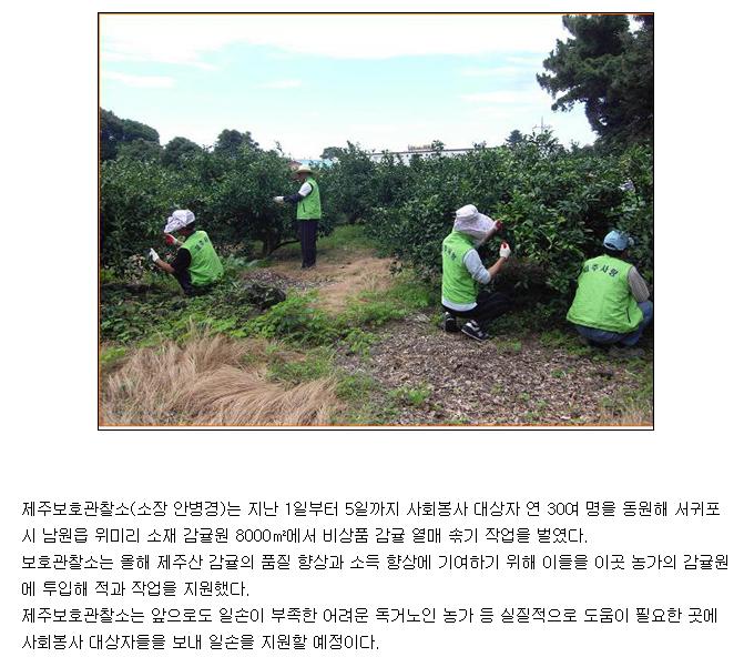 사회봉사자, 감귤 적과 작업