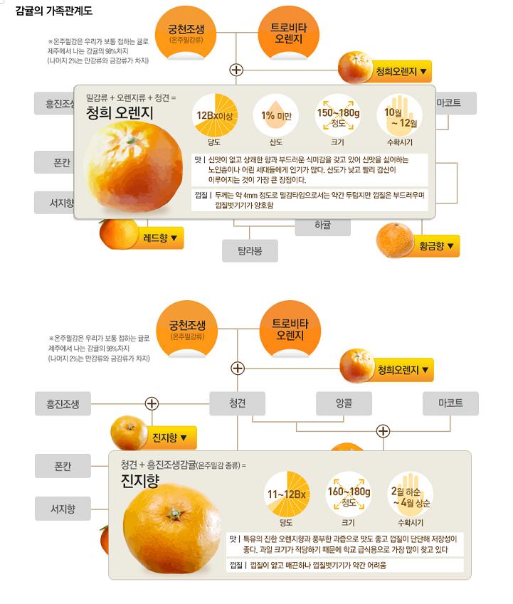 감귤의 ‘출생의 비밀’