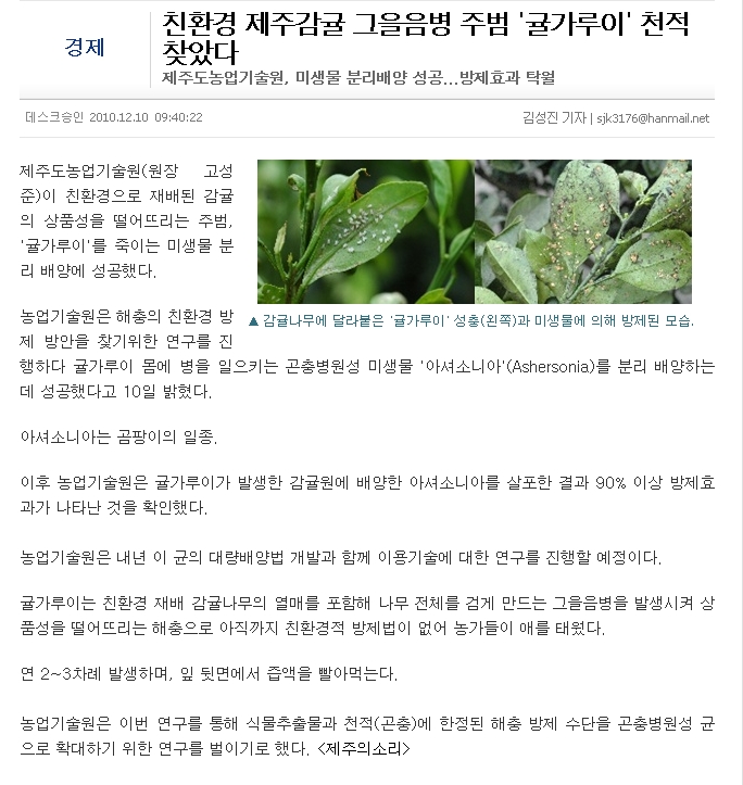 친환경 제주감귤 그을음병 주범 '귤가루이' 천적 찾았다