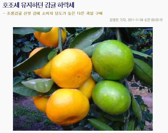 호조세 유지하던 감귤 하락세