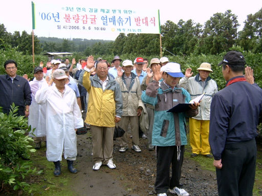 유통명령제·열매솎기 감귤 제값받기 ‘총력’