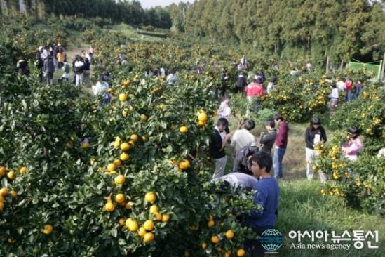제주 노지 감귤도 따고 맛도 보고…
