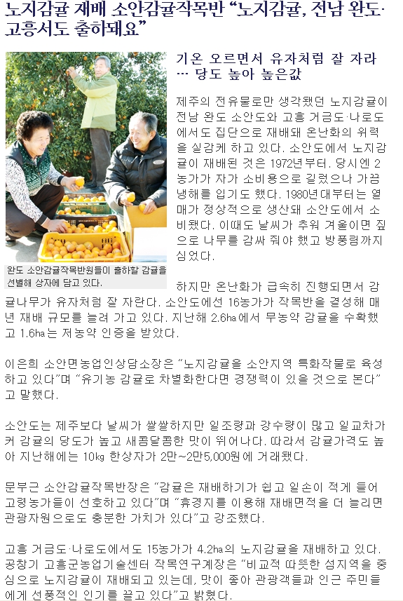 노지감귤 재배 소안감귤작목반 “노지감귤, 전남 완도·고흥서도 출하돼요”