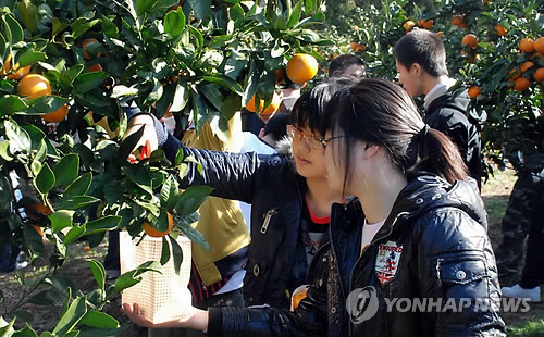 제주 농업생태원 감귤따기체험장 '인기'