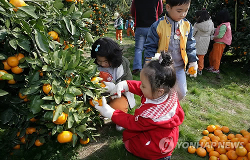 제주 농업생태원 감귤따기체험장 '인기'