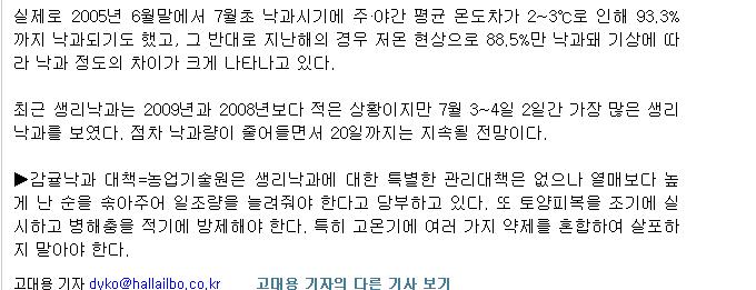 노지감귤 착과량 확보 '비상'