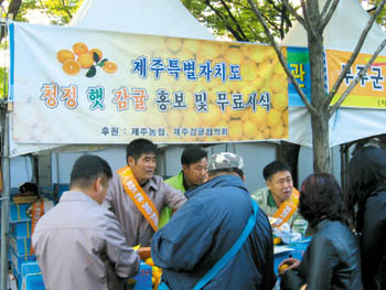 <b>“신선도 뛰어나고 맛도 좋아” 햇감귤 무료시식회 성황 </b>