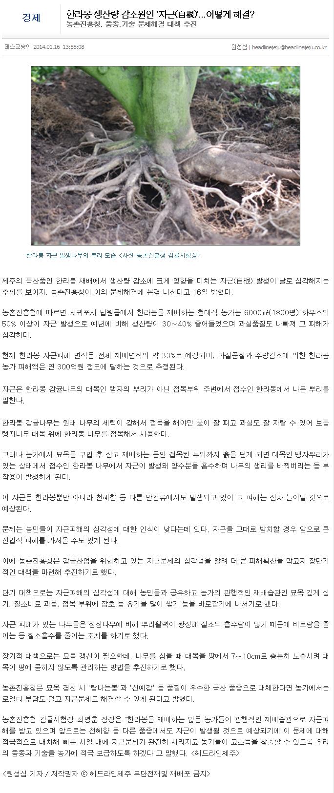 한라봉 생산량 감소원인 '자근(自根)'...어떻게 해결?