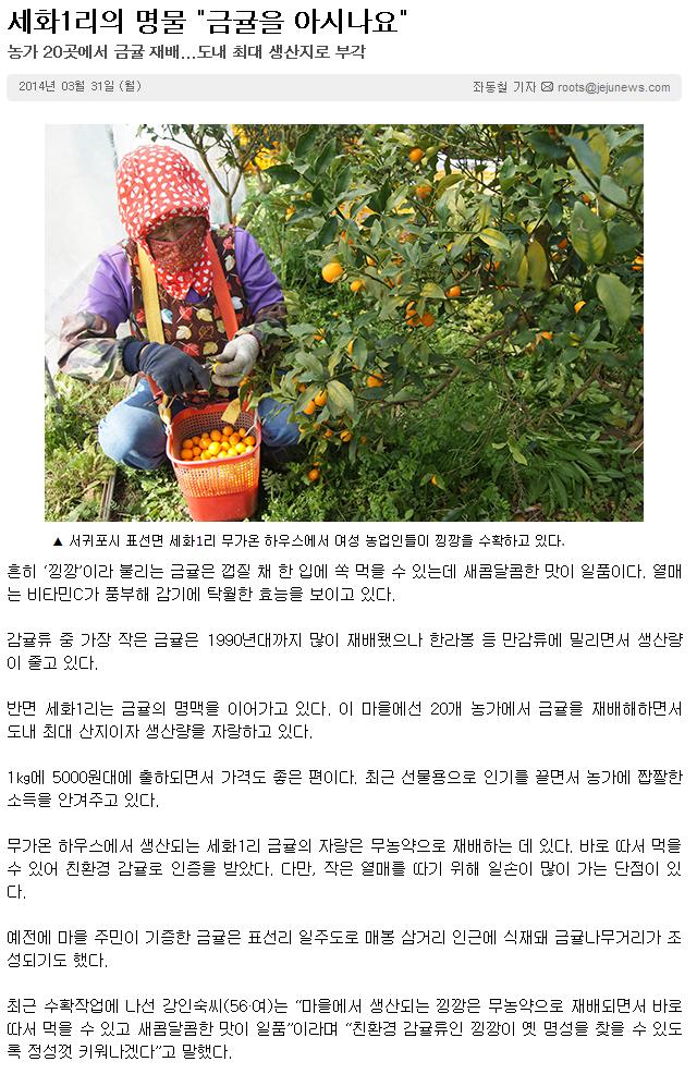 세화1리의 명물 "금귤을 아시나요"